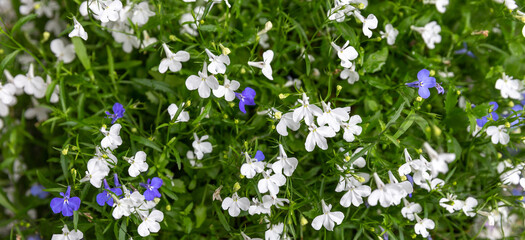 Panoramic floral banner with blooming white and blue lobelia, seasonal summer garden texture, fresh decorative background, eco friendly floral design, natural foliage, banner frame, wide format