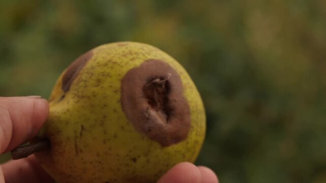 rotten pear that fell from the pear tree