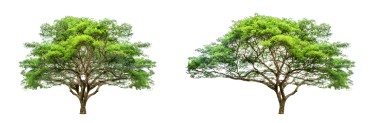 Tree Duo: A pair of vibrant, verdant trees stand in stark contrast against a minimalist, clean background, offering a visual celebration of the strength and resilience.