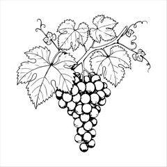 Fototapeta premium A detailed black and white illustration of a bunch of grapes and leaves, evoking the charm of vintage botanical art