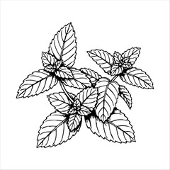 Delicate monochrome sketch of a fresh mint plant, showcasing detailed leaf veins and organic form. The image presents a simple yet elegant illustration