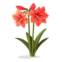 Amaryllis Flower, cartoon vector illustration, flat 2D isometric style, white background.