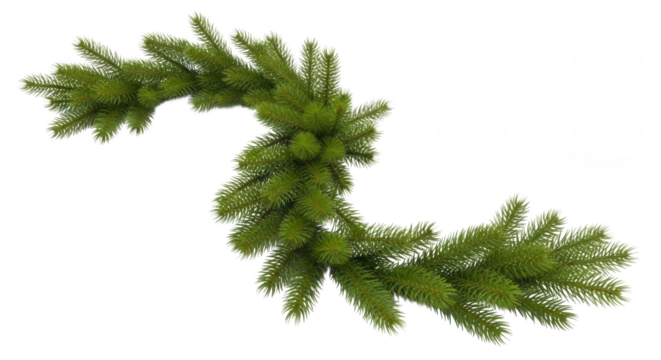 A realistic green fir tree garland with lush needles curved into a decorative shape isolated on transparent background