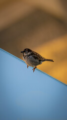 A small sparrow perched on the edge of a blue surface, set against a warm, blurred background. The image captures a peaceful moment in nature with soft tones and minimalistic composition.