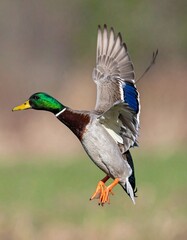 Obraz premium ánade real (Anas platyrhynchos) en primer plano, volando con las alas extendidas. Se aprecian en detalle las plumas marrones y grises del cuerpo, el característico cuello verde iridiscente del macho