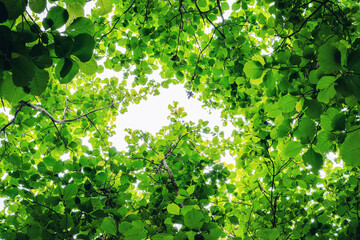 Green lush foliage forest background texture with branch of tree in forest. Ecosystem Earth Day Environment to Reduce low carbon. nature, forestry, environment and sustainability concept