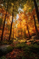 Obraz premium Autumn forest pathway