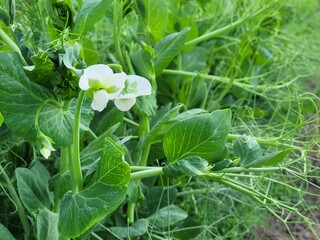 Pea plants grow in a farmer's field. The concept of growing organic vegetables