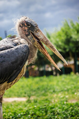 Marabou stork with open beak standing on grass under a cloudy sky, showing bald head and detailed plumage