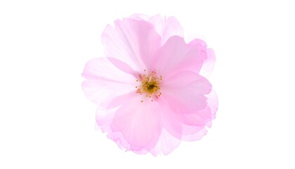Softly Elegant: A Delicate Pink Blossom Against Pure White Backdrop