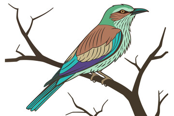 lilac breasted roller isolated