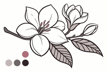 vector illustration of a lily