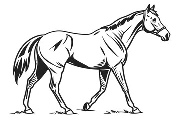 horse vector illustration
