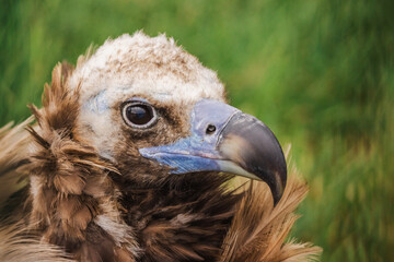 Detailed view of a powerful scavenger bird with ruffled brown feathers, blue-gray beak, and piercing eye, resting in natural green surroundings