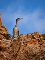 A bird stands on the edge of a rocky cliff under a clear blue sky. The textured rocks and vivid colors create a serene and striking moment in nature, full of contrast and depth.