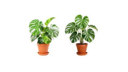 Obraz premium Monstera Plant on transparent background png