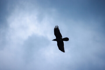Dark silhouette of a crow soaring high in the cloudy sky with wings fully extended