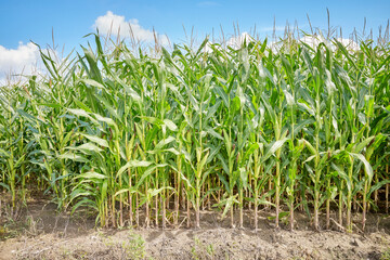 Corn field on a sunny summer day.