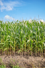 Corn field on a sunny summer day.