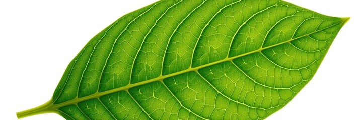 Obraz premium Vibrant green lemon leaf isolated on pure white background, ready for your design projects. Perfect for culinary, cosmetic, or botanical themes, ingredient, foliage