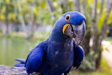 Arara Azul