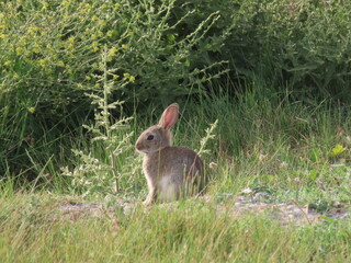 Lapin de garenne sauvage assis dans une prairie verdoyante