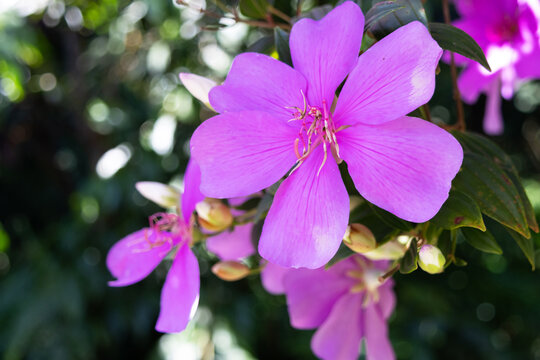 Beautiful flowers called Manac&aacute; da Serra photographed up close