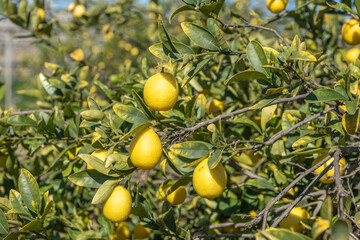 Kumquat plant with fruits and leaves.