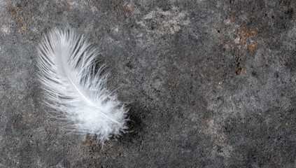 Delicate white feather on a textured dark gray surface