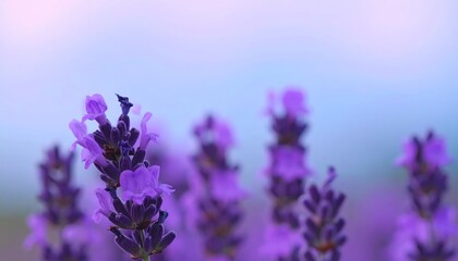 Fototapeta premium Close-up of lavender blossoms