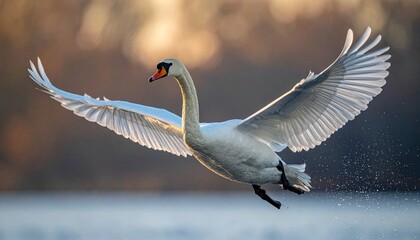 cisne real (Cygnus olor) en primer plano, volando con las alas extendidas. Se aprecian en detalle sus plumas blancas impecables, el cuello largo y elegante curvado, y el pico anaranjado