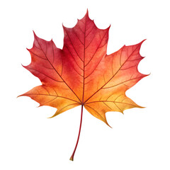 Obraz premium Autumn maple leaves isolated on white background with red and yellow colors