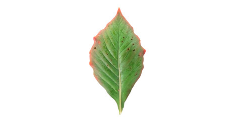 Obraz premium Green Leaf Isolated on White Background 