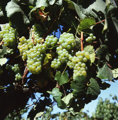 chile vineyard  grapes mountain blue sky  not people