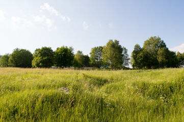 Rural landscape in the summer, messy meadow and trees, in Gorski kotar, Croatia