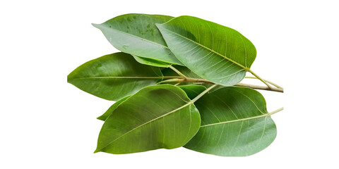 Green Leaf Isolated on White Background
