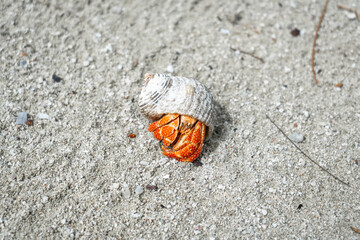 Hermit crab on a white sand beach in Maupiti, French Polynesia