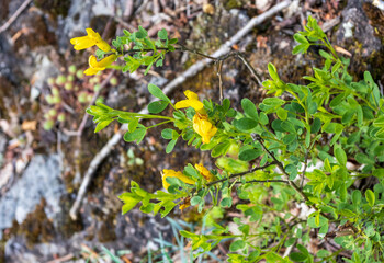 Alpine meadows awakening from hibernation, exuberant flowering of plants, morning light