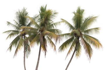 Fototapeta premium Three coconut palm trees isolated on transparent background in sunny day light