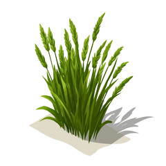 Wheatgrass, cartoon vector illustration, flat 2D isometric style, white background.