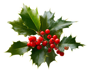Holly with red berries, a Christmas decoration element