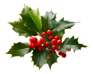 Holly with red berries, a Christmas decoration element
