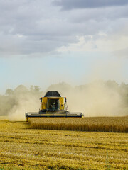 Obraz premium Yellow combine harvester harvesting ripe wheat in summer field with dust cloud under cloudy sky