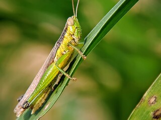 Green Grasshopper (Oxya hyla) Perched on a Leaf: Close-up Macro Photo from the Side.
