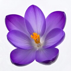 Fototapeta premium A vibrant, close-up view of a single crocus blossom, showcasing its deep purple petals and a striking center of orange stamens against a simple white background.
