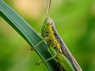 Grasshopper (Oxya hyla) Maintaining Balance: Macro Photography of the Insect's Side on a Leaf.