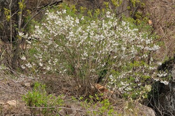 Deutzia uniflora, called Maehwamalbaldori in Korea, is a deciduous shrub. It produces single white blossoms in spring, growing in mountain valleys and valued for its ornamental landscaping use.