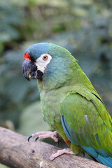 Periquito - Fauna Brasileira