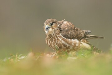 Merlin Falco columbarius eating caught hunting bird woodpecker bird wild northern sparrowhawk wildlife prey nature predator, beautiful animal, lovely watching ornithology, Europe