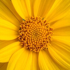 Close-up of a bright yellow flower